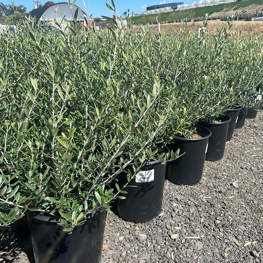 
                      
                        Olea Europaea Tree ‘Wilsonii’ – Semi Fruitless Olive Tree
                      
                    