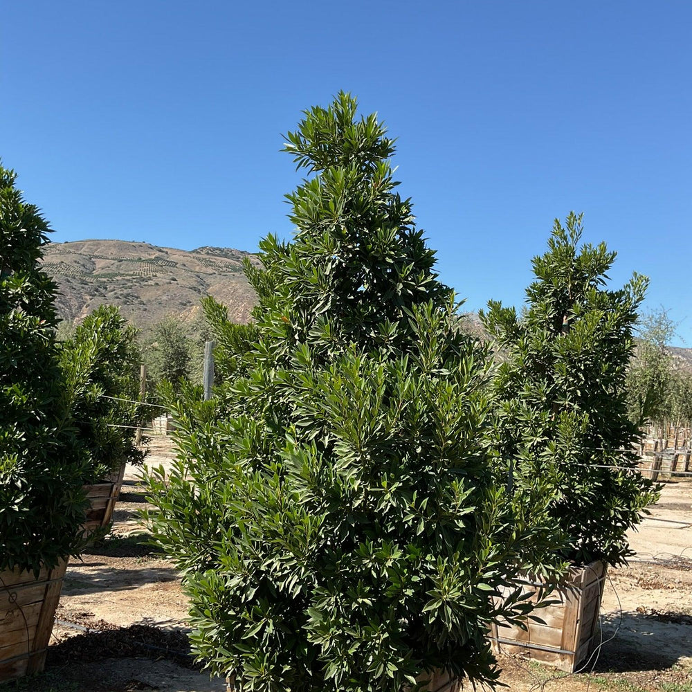 
                      
                        Japanese Blueberry Tree (Elaeocarpus Decipiens) - Pulled Nursery
                      
                    