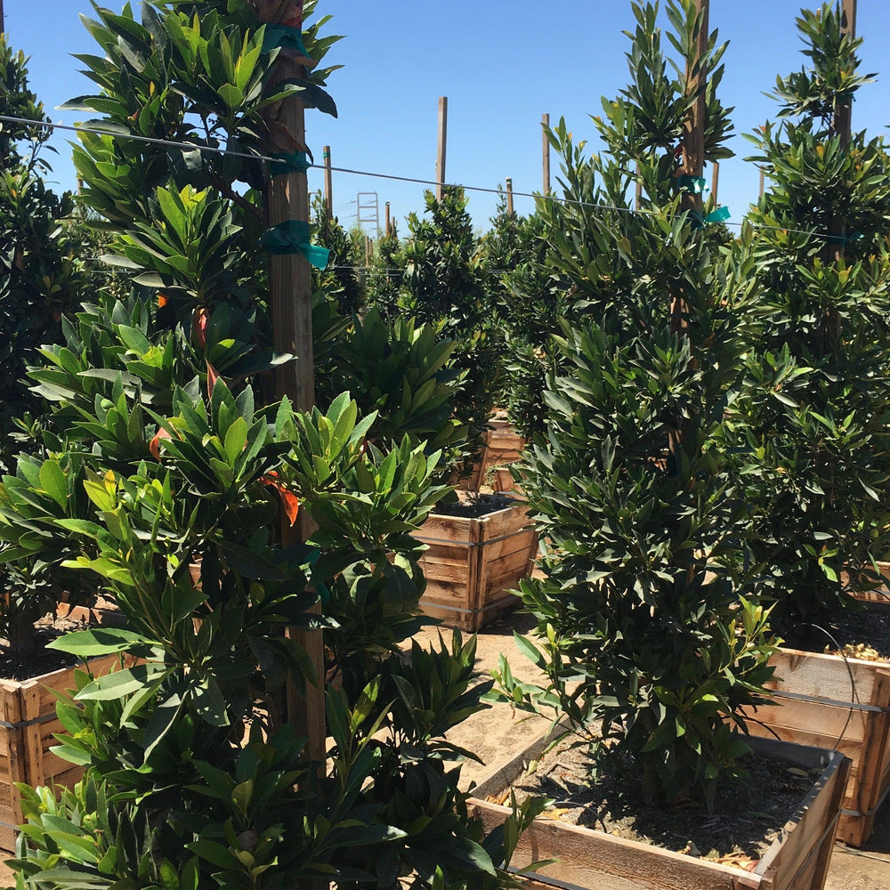 
                      
                        Japanese Blueberry Tree (Elaeocarpus Decipiens)
                      
                    